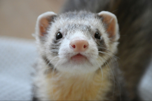 フェレットフード