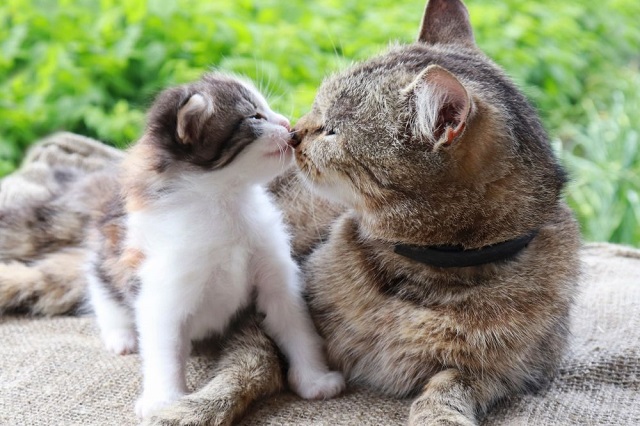 キャットフード